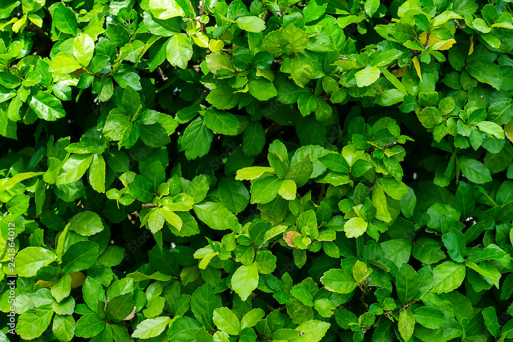 Fototapeta premium Siamese rough bush leaves.