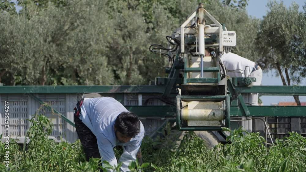 Farm workers picking bell peppers in South of Italy- slow motion Farm workers picking bell peppers in South of Italy- slow motion