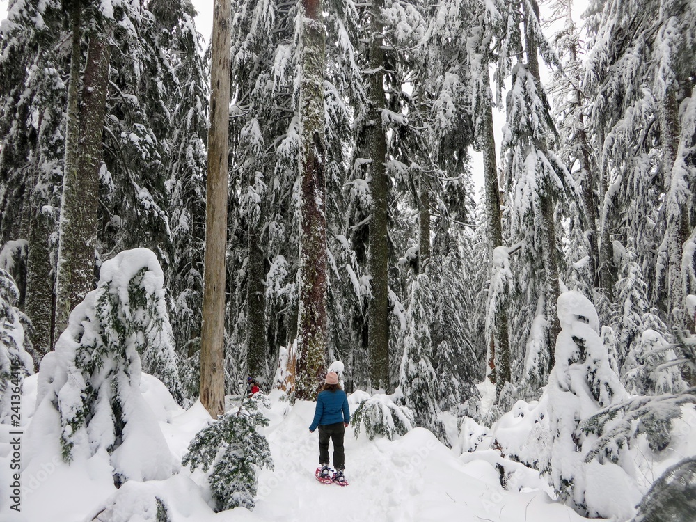 A snowshoer walking and admiring the stunning beauty of the winter landscape on Cypress Mountain as she hikes through groves of Cedar, Hemlock, and Douglas fir trees covered in freshly fallen snow.