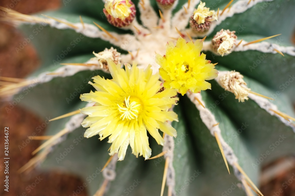 Beautiful succulents and cactus plant in garden. Beautiful succulents and cactus plant in garden.