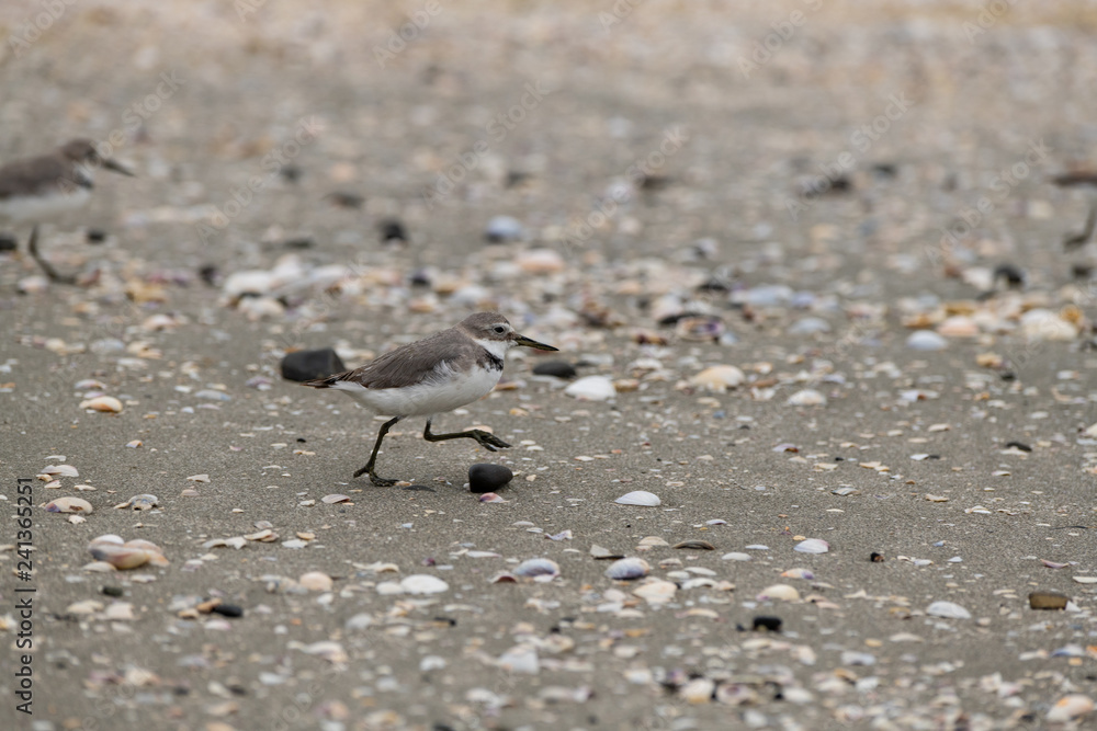 A Wrybill Exploring the Beaches of New Zealand A Wrybill Exploring the Beaches of New Zealand