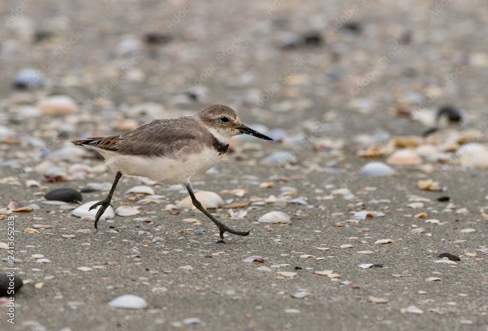 A Wrybill Exploring the Beaches of New Zealand A Wrybill Exploring the Beaches of New Zealand