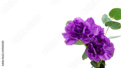 Fotografie Two purple carnations with plants isolated on a white background with copy space