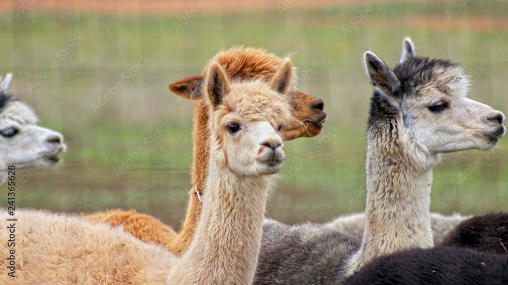 Different Color Texan Alpacas together looking towards the right, in Texas