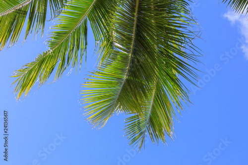 Palm leaf with blue sky © yooranpark