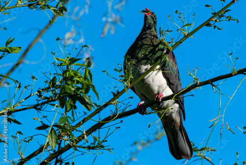 A Beautiful and Colorful Keruru in a Tree photo