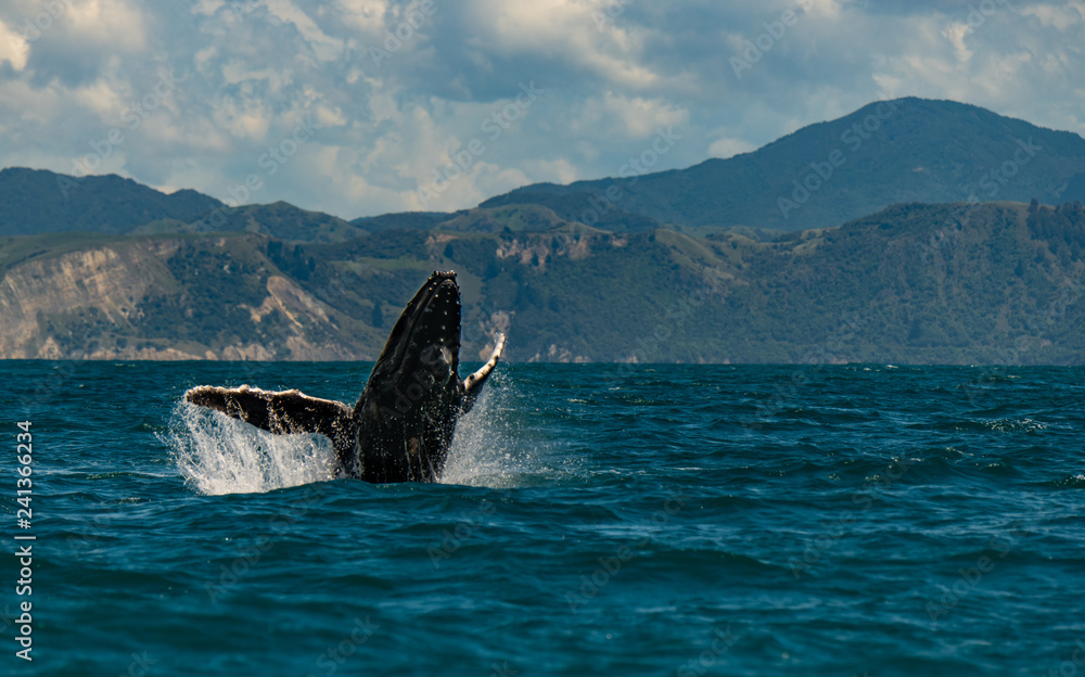 Fototapeta premium A Humpback Whale Leaping out of the Ocean Enjoying the Day