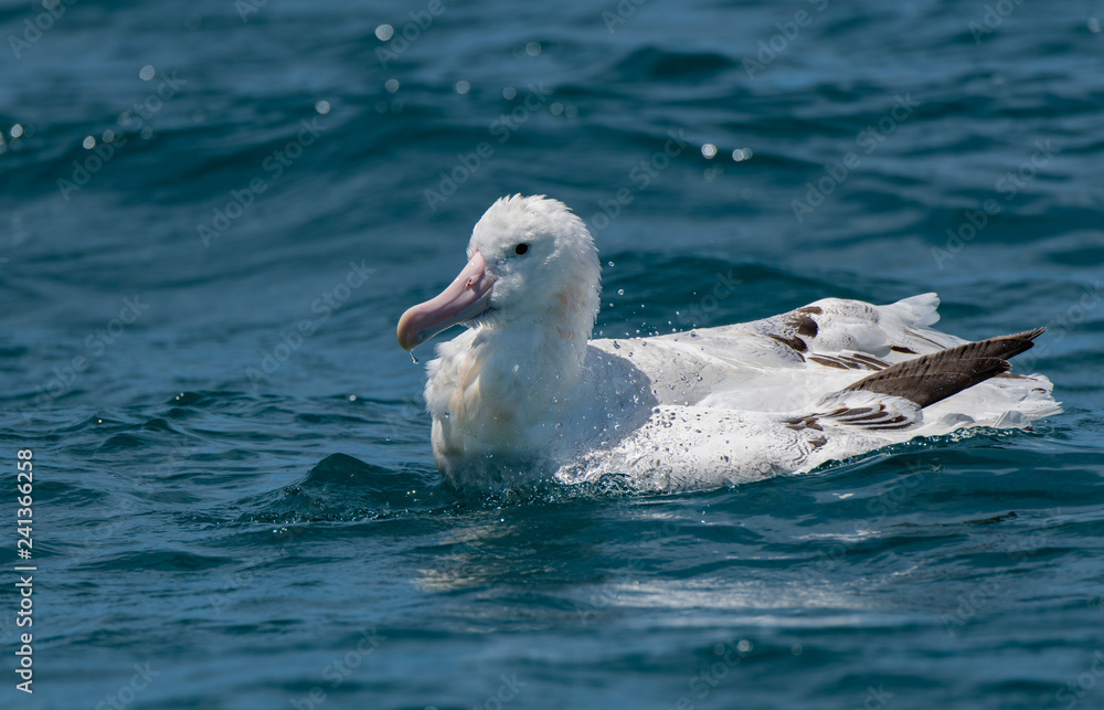 Fototapeta premium A Wandering Albatross 