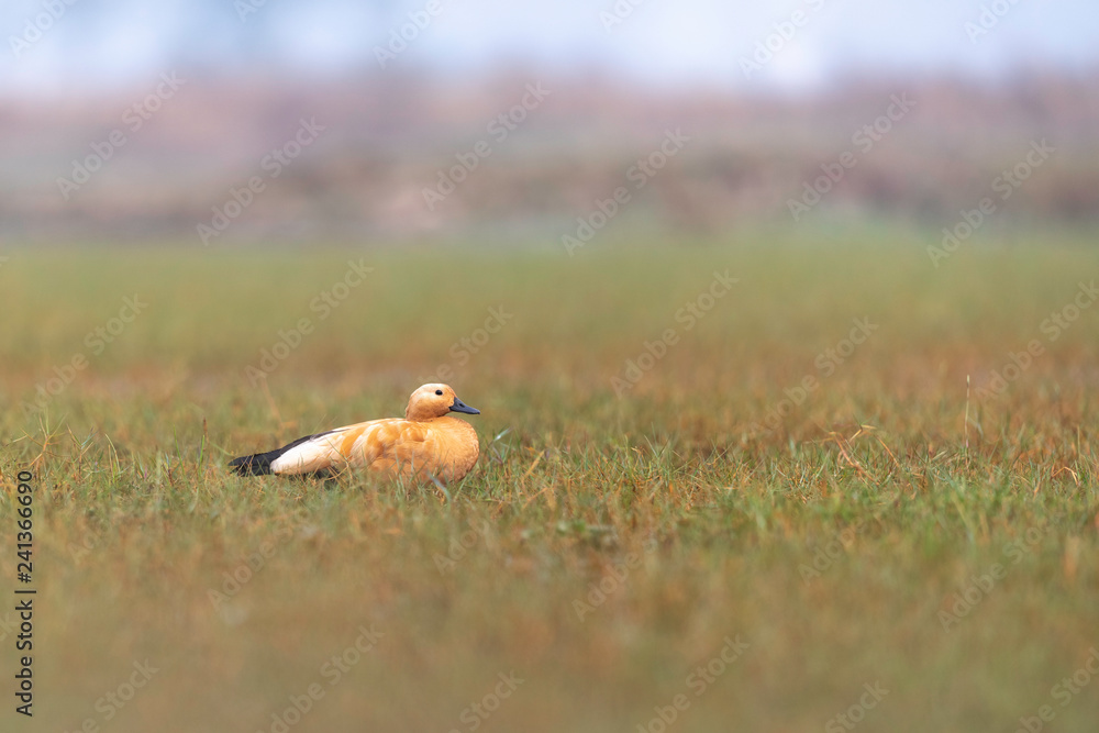 Brahminy duck or ruddy shelduck (Tadorna ferruginea)