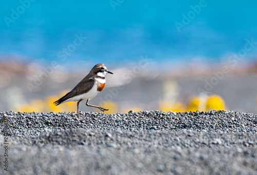 A Male Banded Dotterel Marching on His Beach