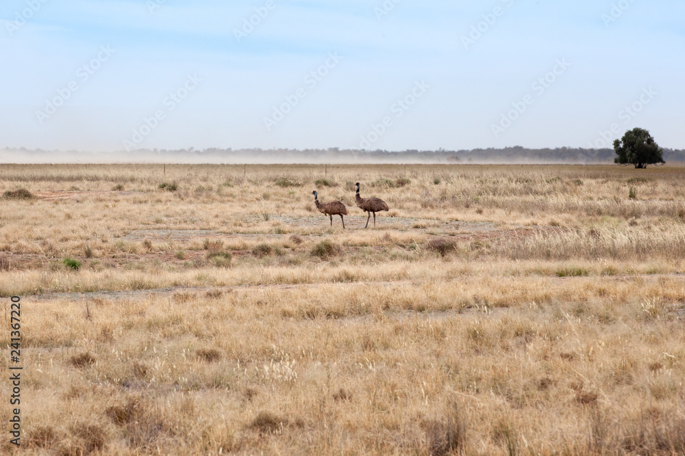 A pair of emu (Dromaius novaehollandiae) roam across the barren countryside in western New South Wales, Australia foraging for food. A pair of emu (Dromaius novaehollandiae) roam across the barren countryside in western New South Wales, Australia foraging for food.