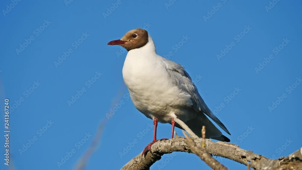 Mediterranean gull (Ichthyaetus melanocephalus) Mediterranean gull (Ichthyaetus melanocephalus)