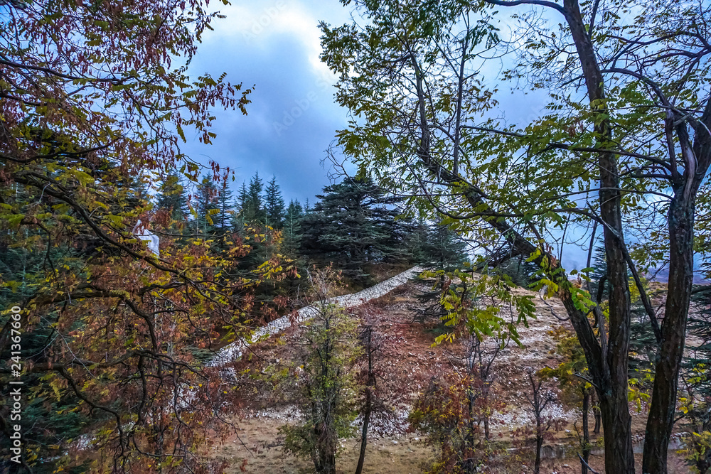 Bcharre Cedars of God Forest 03 Bcharre Cedars of God Forest 03