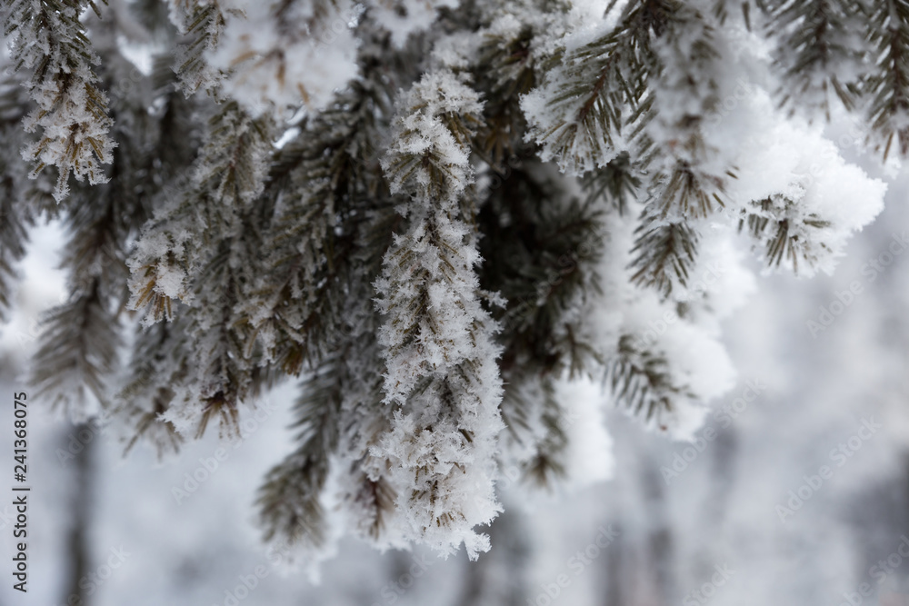 The branches of the fir-tree are covered with a fluffy hoarfrost, snowflakes. Close-up. Beautiful winter background.