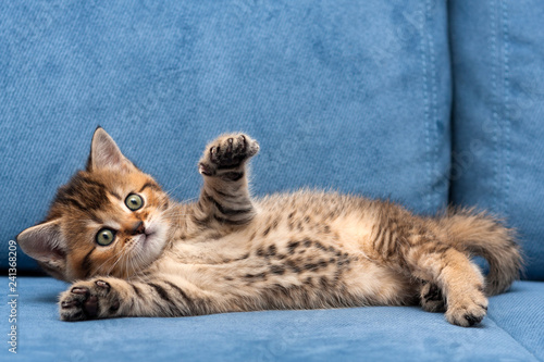 Charming brown British small cat lying on a blue sofa with one front paw up, spotted belly of a little kitten. photo