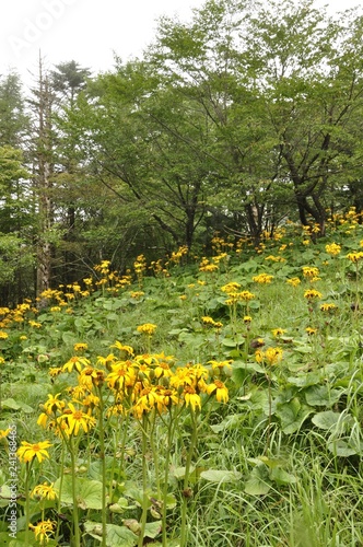 笠取山の高原 マルバダケブキの花畑