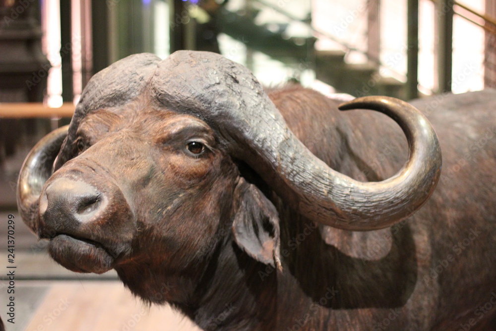 Fotografía cow in zoo