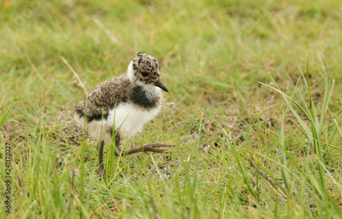 A cute Lapwing (Vanellus vanellus) chick hunting for food in the marshland.