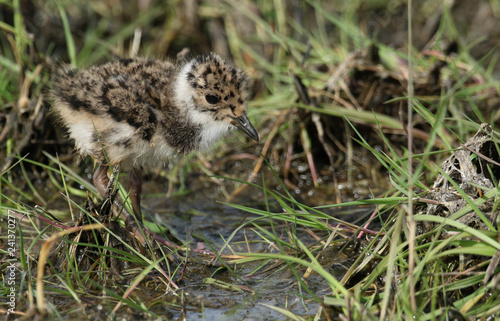 A cute Lapwing (Vanellus vanellus) chick hunting for food in the marshland. © Sandra Standbridge