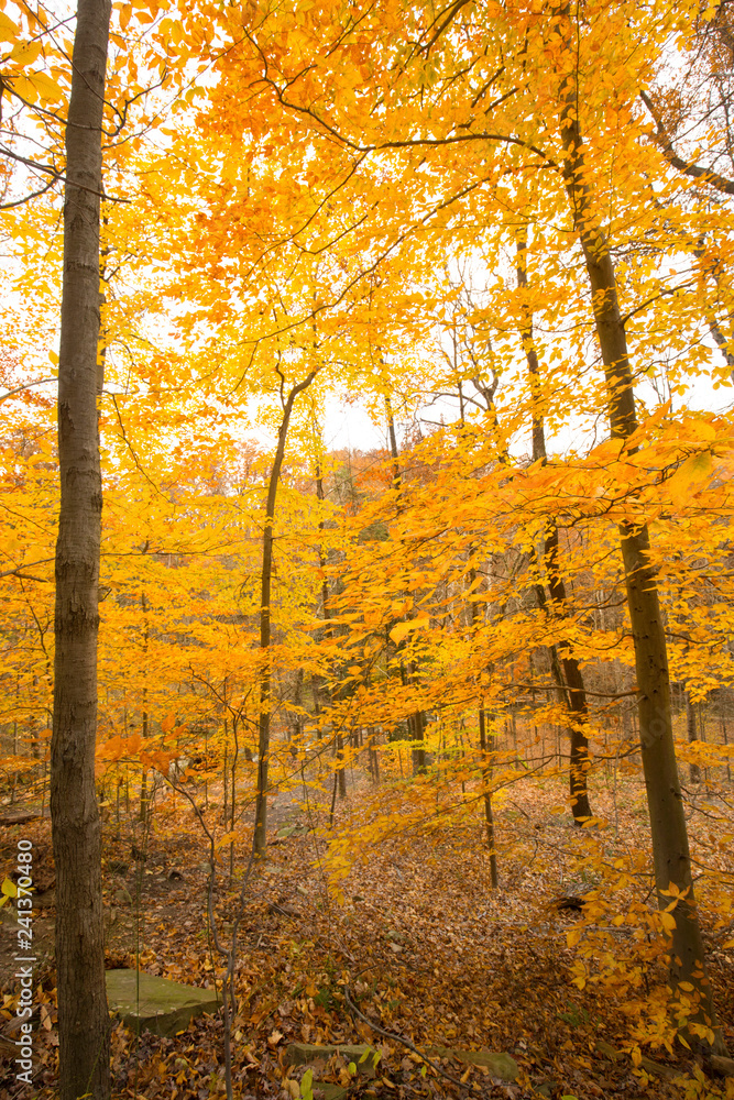 Fototapeta premium Bright fall foliage in Cuyahoga Valley National Park in Ohio.