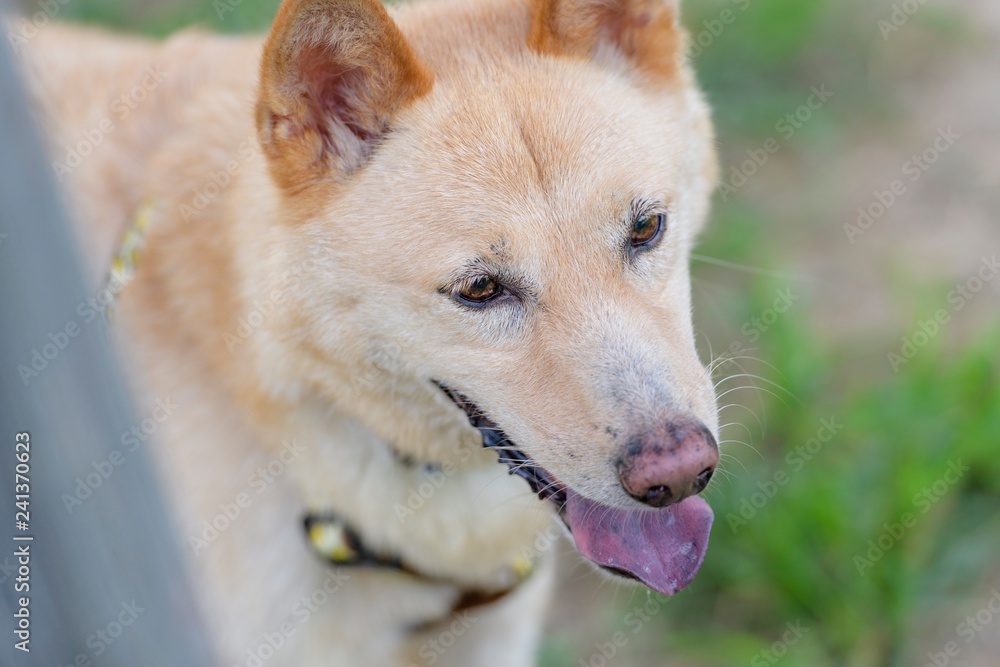 ドッグランで遊ぶ犬 ドッグランで遊ぶ犬