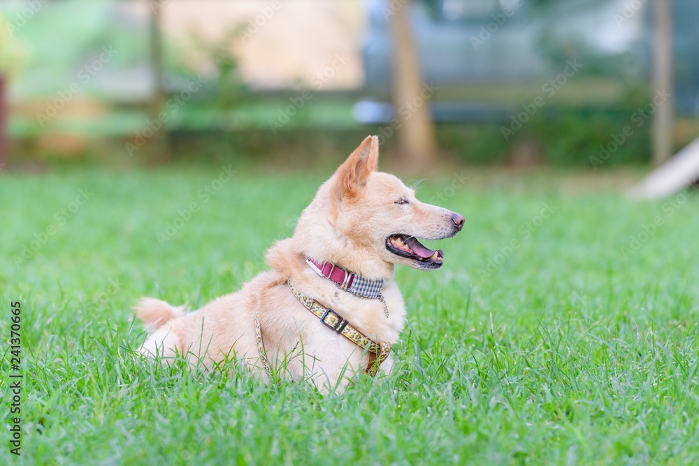 ドッグランで遊ぶ犬 ドッグランで遊ぶ犬