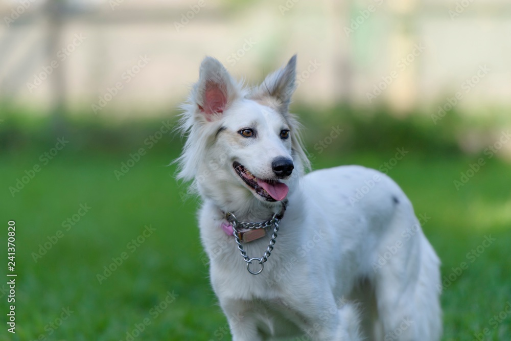 ドッグランで遊ぶ犬