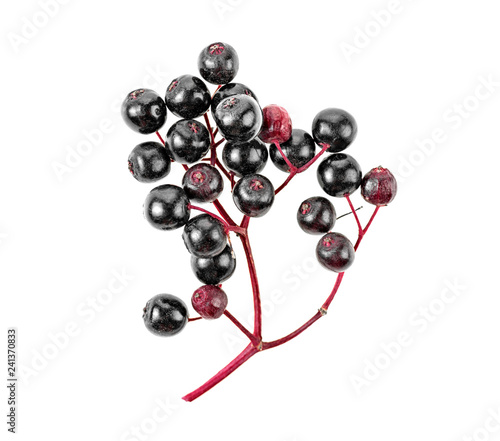 Black elderberry fresh fruit isolated on white background