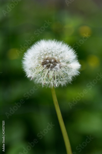 White dandelion