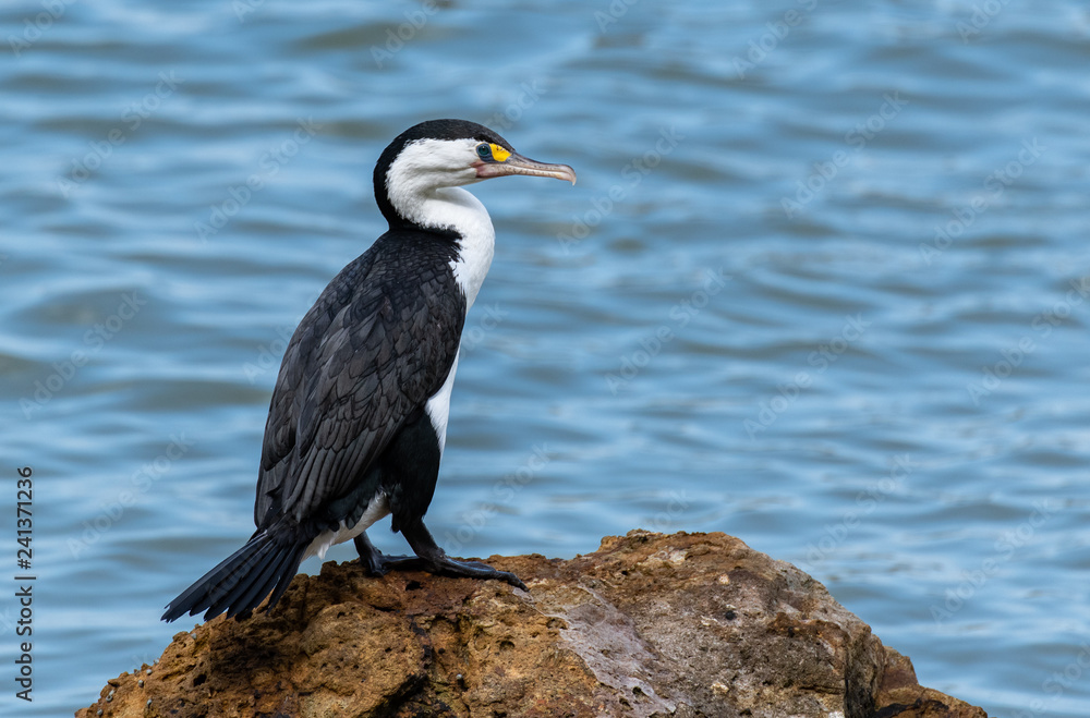 Fototapeta premium A Pied Shag On Beach Rocks