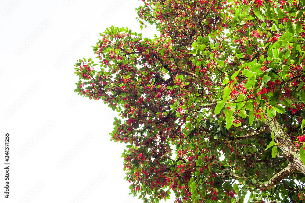 Hairy Keruing tree Is a plant with red flowers isolated on white background and clipping path. The name of science : Dipterocarpus obtusifolius Teijsm. ex Miq. Hairy Keruing tree Is a plant with red flowers isolated on white background and clipping path. The name of science : Dipterocarpus obtusifolius Teijsm. ex Miq.