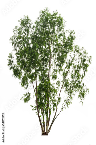 Eucalyptus tree isolated on white background and clipping path. The name of science : Eucalyptus globulus Labill.