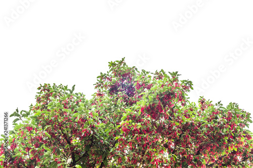 Hairy Keruing tree Is a plant with red flowers isolated on white background and clipping path. The name of science : Dipterocarpus obtusifolius Teijsm. ex Miq.