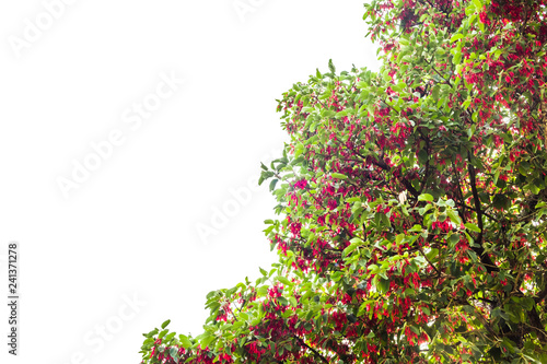 Hairy Keruing tree Is a plant with red flowers isolated on white background and clipping path. The name of science : Dipterocarpus obtusifolius Teijsm. ex Miq.