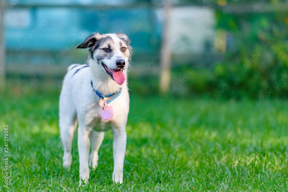 ドッグランで遊ぶ犬