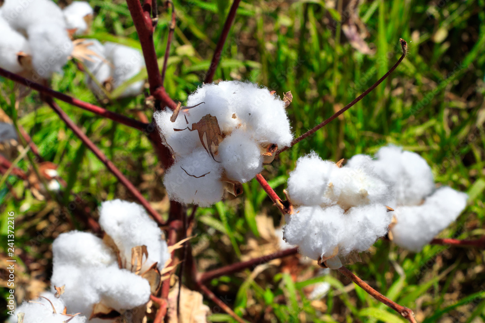 Cotton bud crop - landscape with copy space Cotton bud crop - landscape with copy space