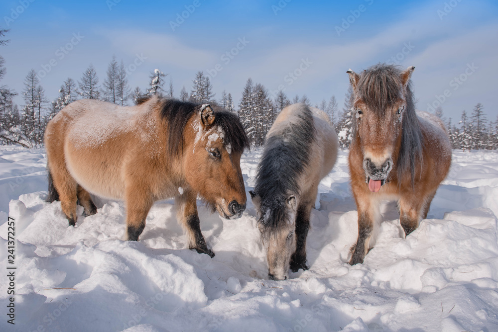 In Yakutia, horses live in the open air all year round (at temperatures in summer up to + 40 ° C and in winter up to −60 ° C) and look for food on their own. In Yakutia, horses live in the open air all year round (at temperatures in summer up to + 40 ° C and in winter up to −60 ° C) and look for food on their own.