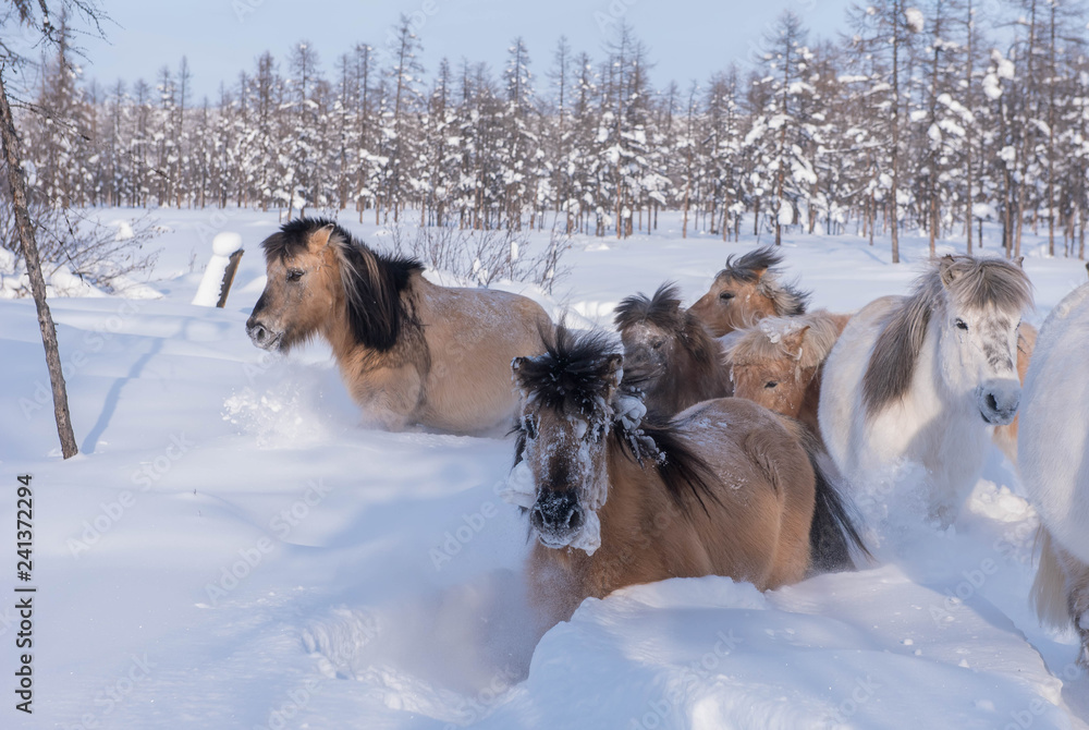 Naklejka premium In Yakutia, horses live in the open air all year round (at temperatures in summer up to + 40 ° C and in winter up to −60 ° C) and look for food on their own.