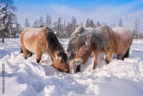 In Yakutia, horses live in the open air all year round (at temperatures in summer up to + 40 ° C and in winter up to −60 ° C) and look for food on their own.