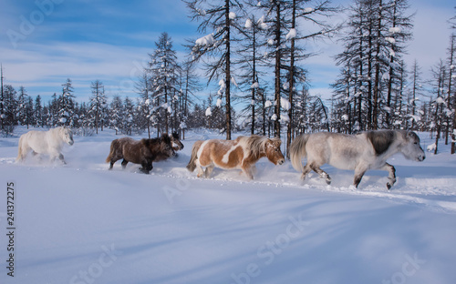 In Yakutia, horses live in the open air all year round (at temperatures in summer up to + 40 ° C and in winter up to −60 ° C) and look for food on their own. © mikhail cheremkin