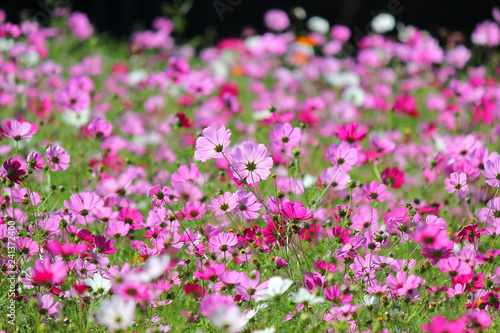 colorful genus zinnia or cosmos flower in the garden