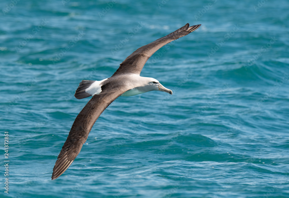 A Salvin's Albatross Soaring Over the Ocean Off the Coast of Kaikoura New Zealand A Salvin's Albatross Soaring Over the Ocean Off the Coast of Kaikoura New Zealand