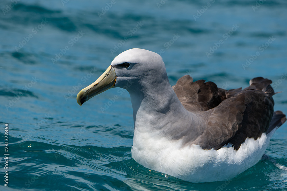 A Salvin's Albatross Swimming in the Ocean Off the Coast of Kaikoura New Zealand A Salvin's Albatross Swimming in the Ocean Off the Coast of Kaikoura New Zealand