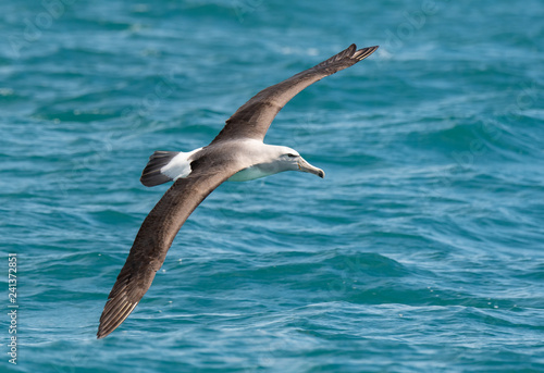 A Salvin s Albatross Soaring Over the Ocean Off the Coast of Kaikoura New Zealand