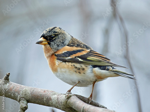 Brambling (Fringilla montifringilla)