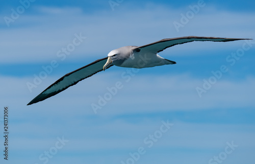 A Salvin's Albatross Soaring Off the Coast of Kaikoura New Zealand photo