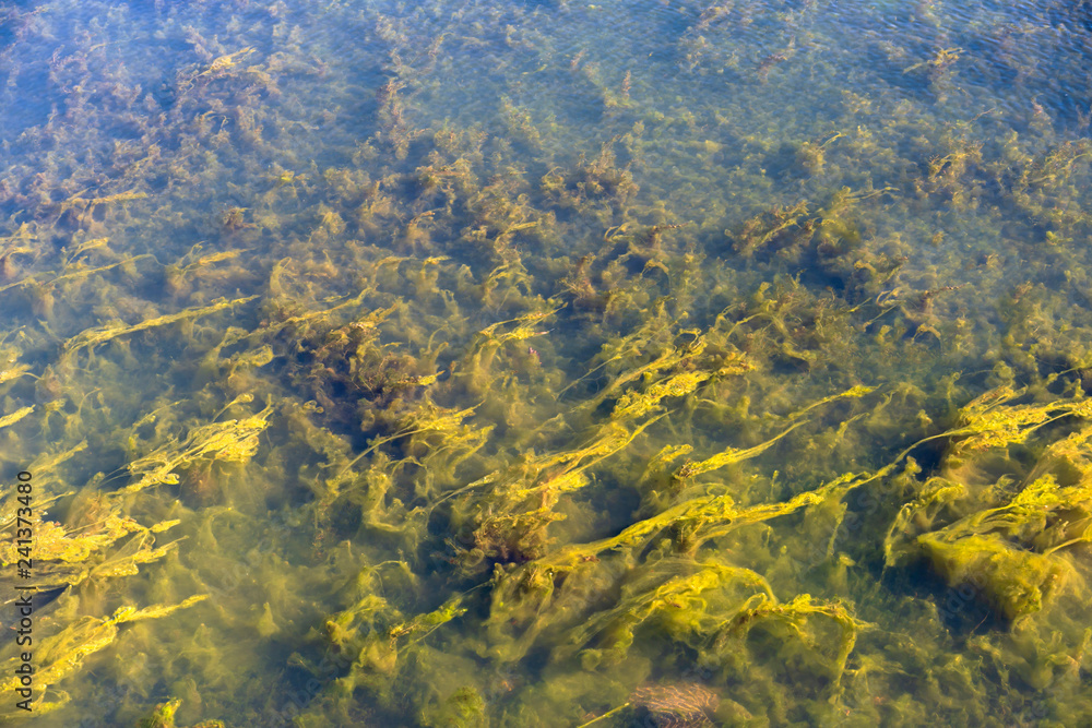 Long river algae under water