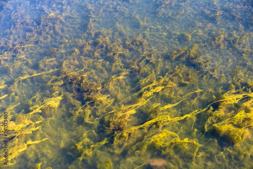 Long river algae under water