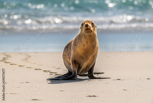 Canvas Print A Cute Sea Lion on the Beach Leaving its Tracks in the Sand