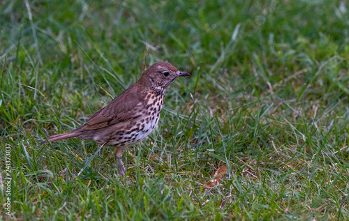 A Song Thrush in a Grassy Meadow - New Zealand